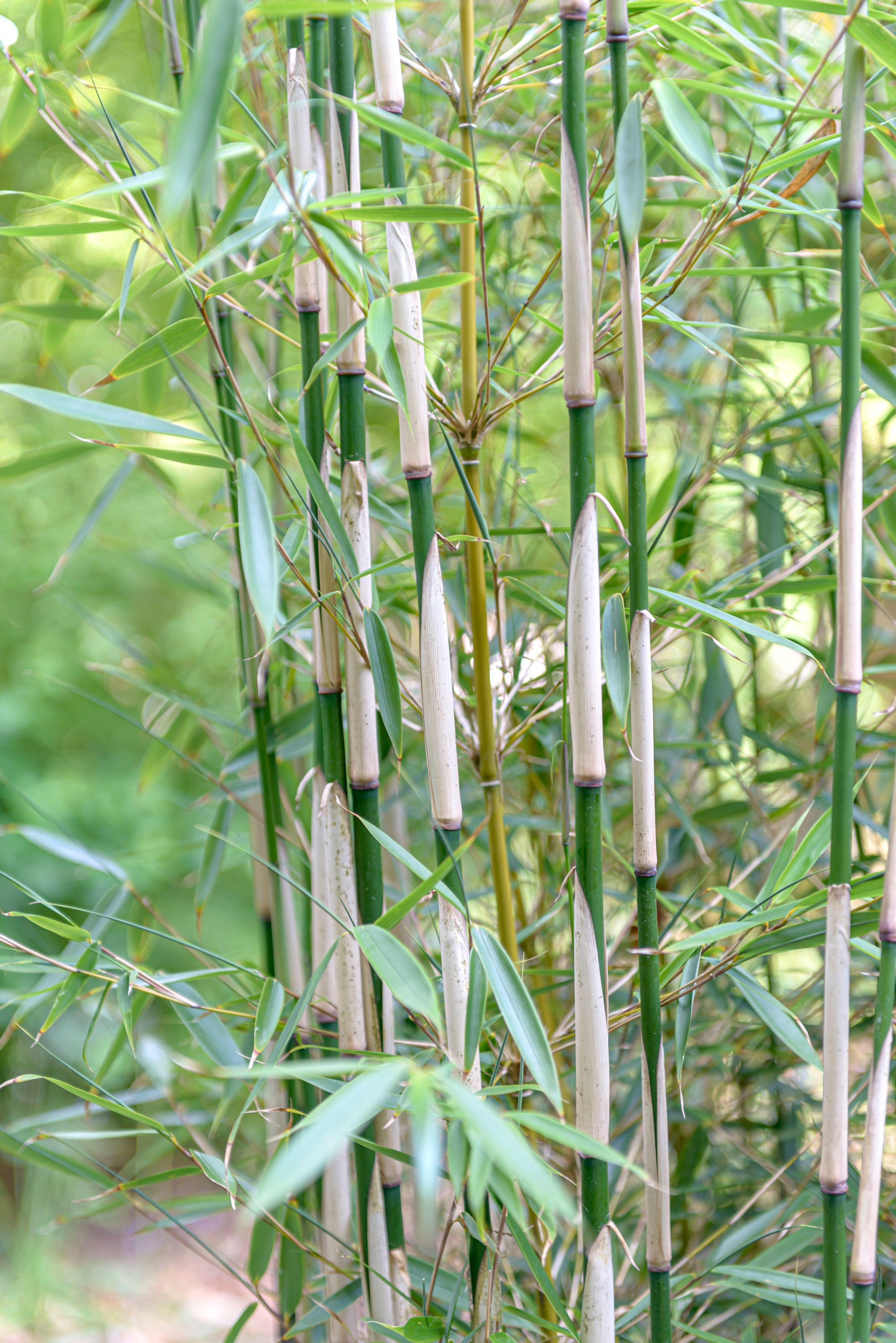 how to grow bamboo: grows quickly and easily