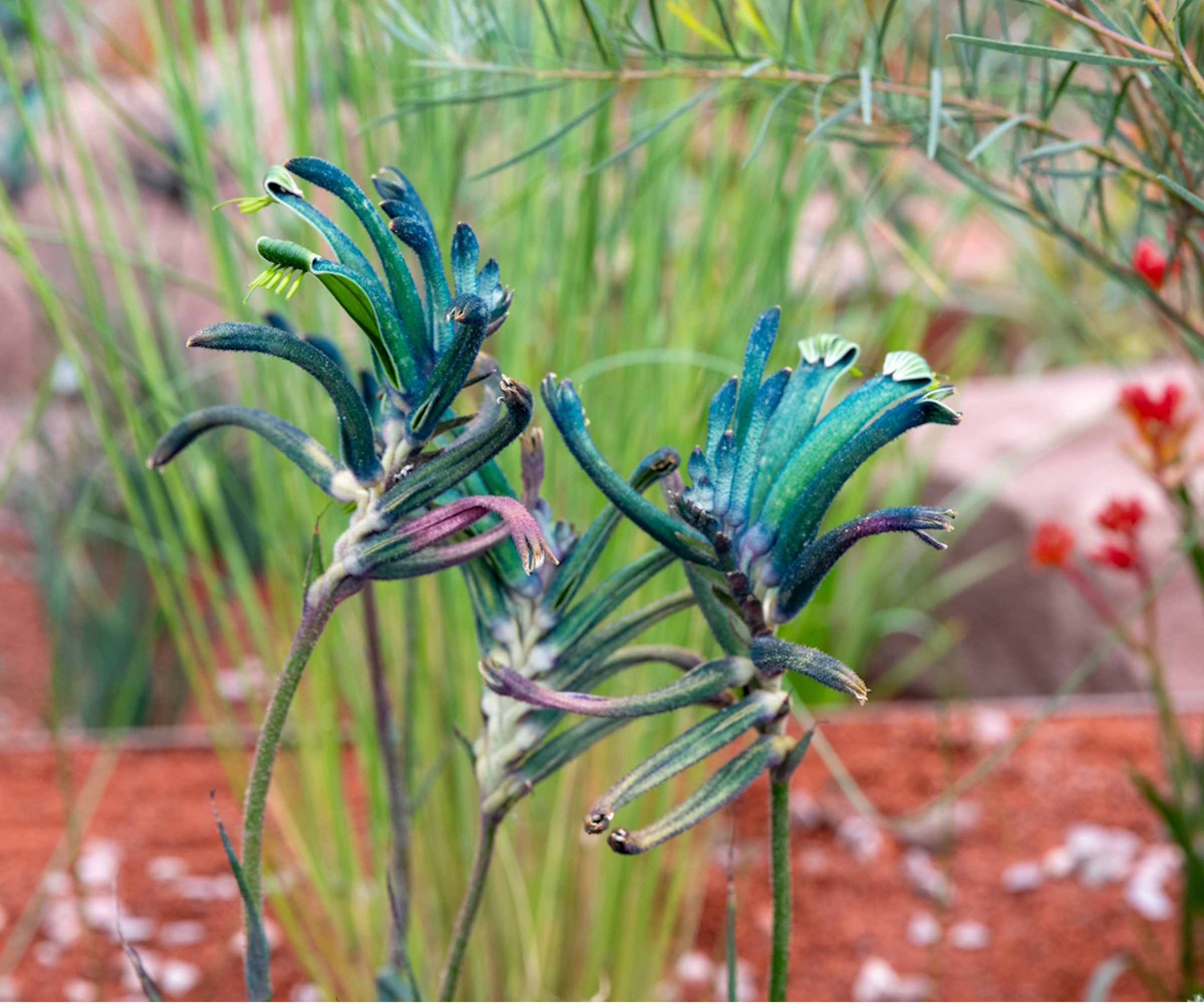 Blue kangaroo paw on RHS Journey Beyond the Tracks 2026