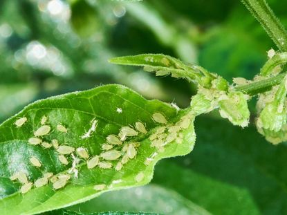 Close up of many aphids on the leaves of a plant