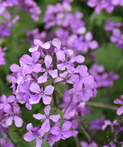 Woodland plants: 10 of the best for shady areas in a garden