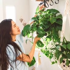 Woman hangs pothos