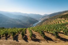 Portugal top-scoring red wines - DWWA