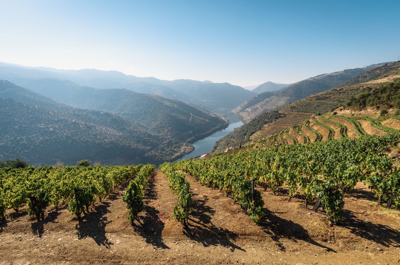 Portugal top-scoring red wines - DWWA