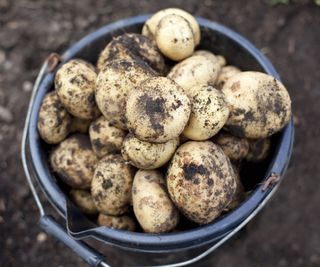 A harvest of potatoes in a bucket
