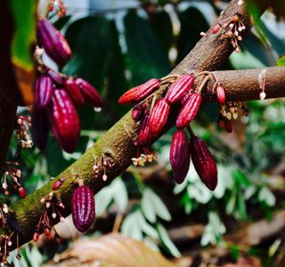 Cocoa Pod Tree in St Vincent 1