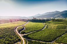 Samaniego vineyards