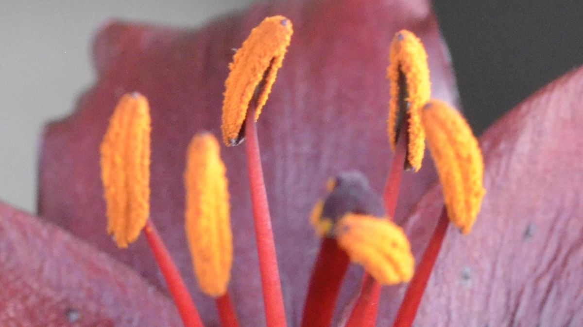 close up of flower with macro shot of pistils