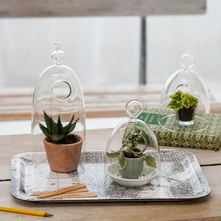 indoor garden with glass cloches and wooden table