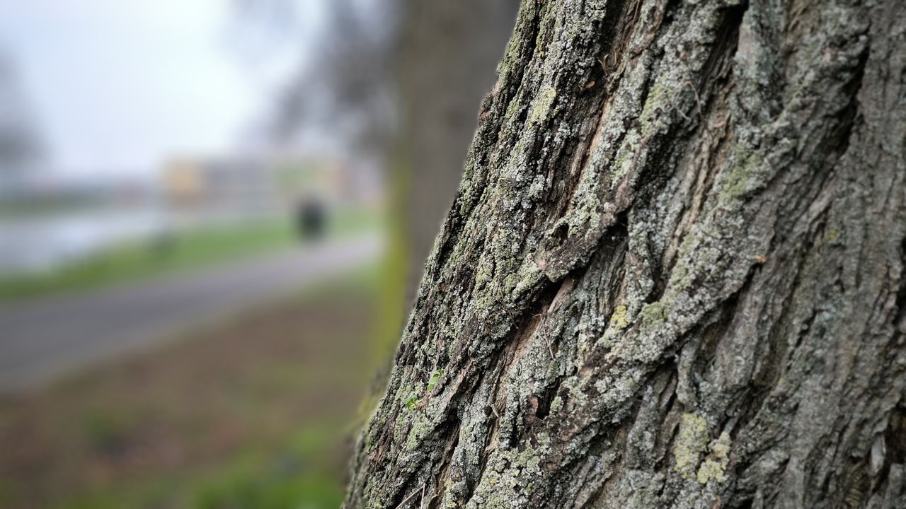 Xiaomi 13T Pro camera sample close up shot of tree