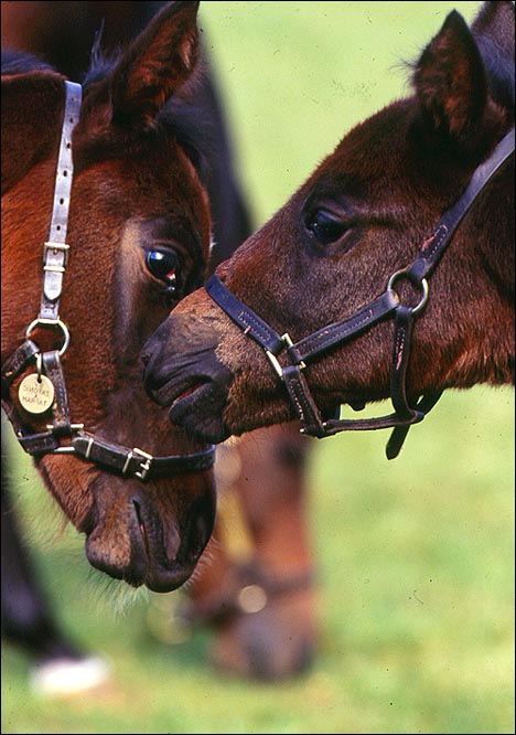 mareandfoal.jpg