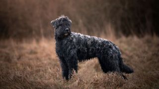 Black and white Bouvier des Flandres dog