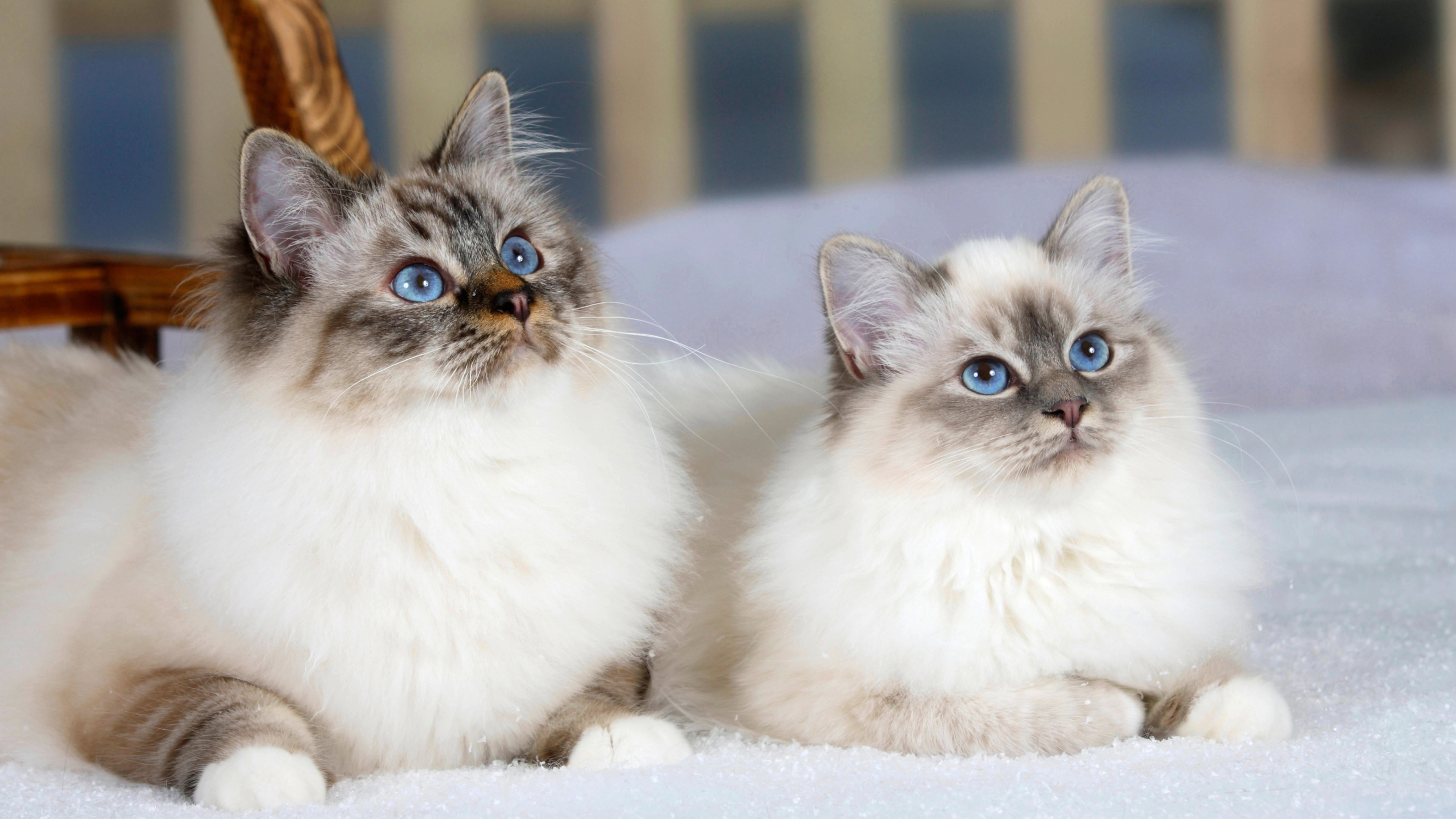 Birman cats