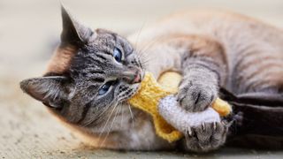 Cat lying down and biting into a catnip or silvervine filled toy