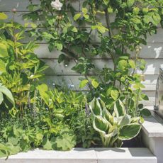 Raised garden bed full of greenery and green plants