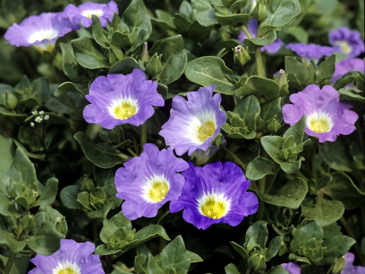 Purple Nolana Chilean Bell Flowers