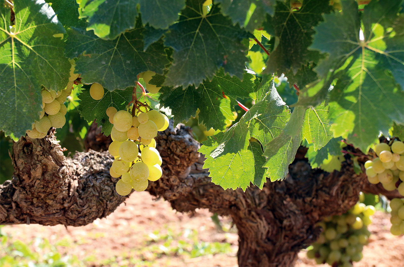Moscatel Godelleta grapes