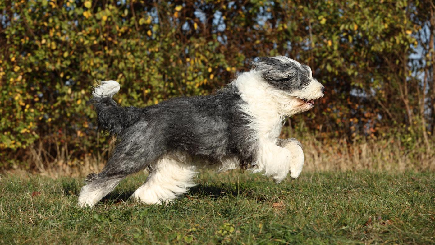 Old English Sheepdog running