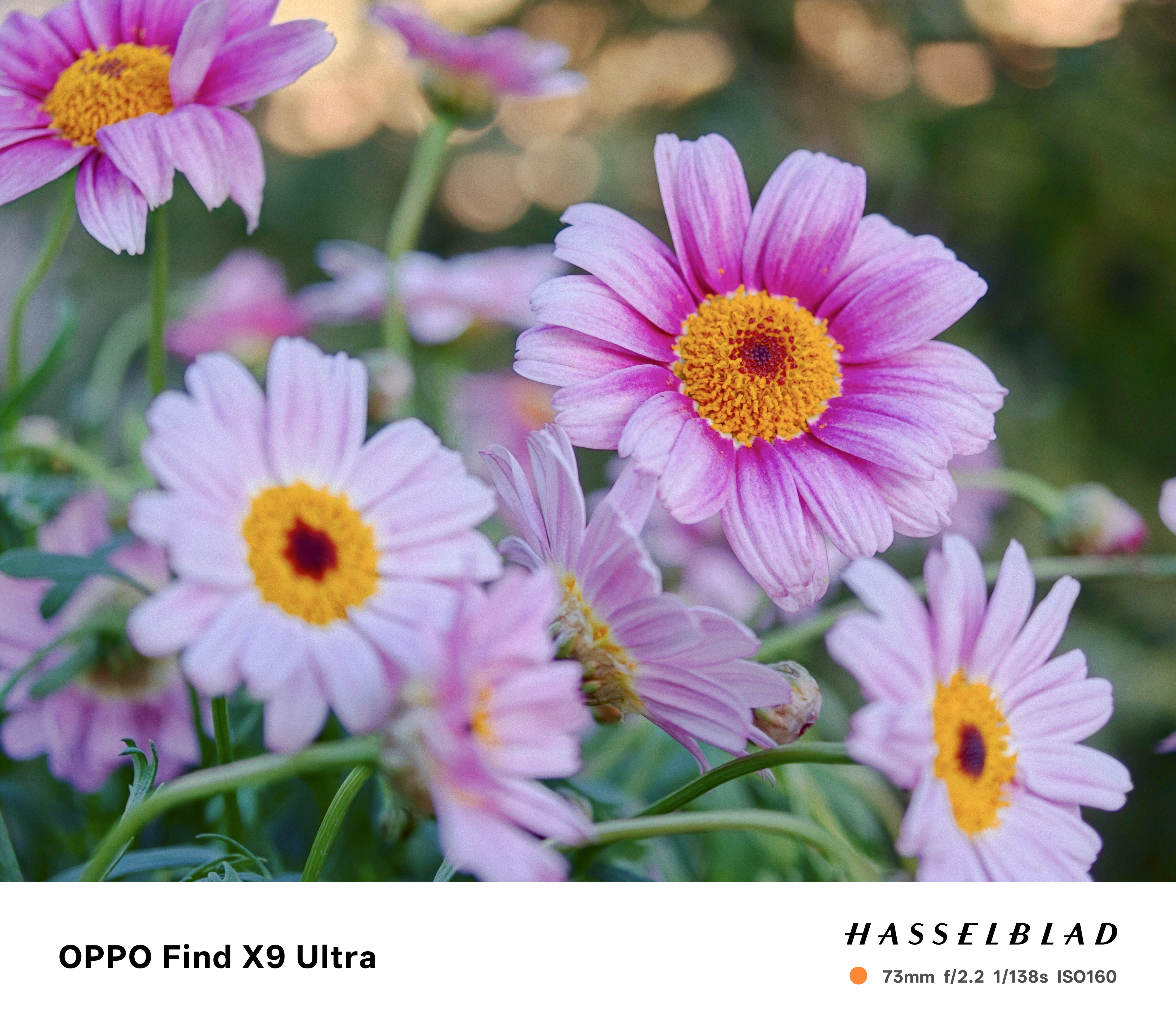 Closeup of pink flowers in evening light