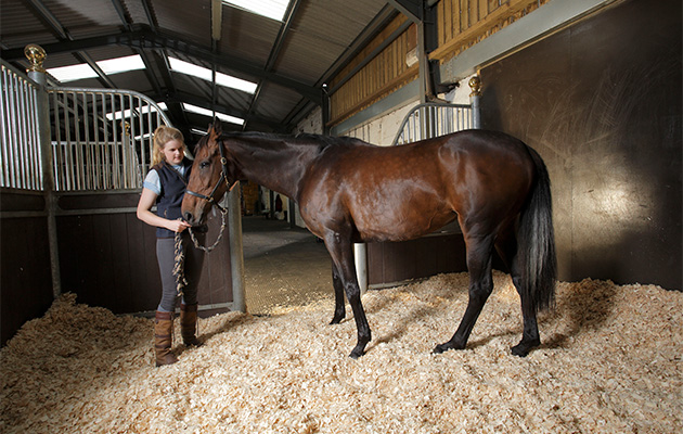 Molly-stable