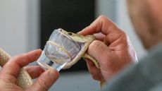 A keeper holds a coastal taipan's open jaws against a shot glass so that the snake ejects venom inside it.