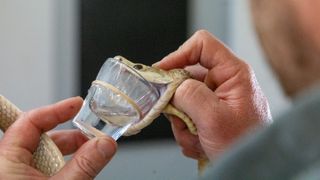 A keeper holds a coastal taipan's open jaws against a shot glass so that the snake ejects venom inside it.