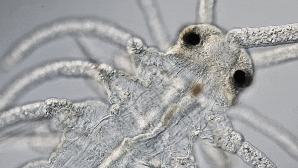 The movements of this bristle worm may resemble knitting, but it's really digesting its food.