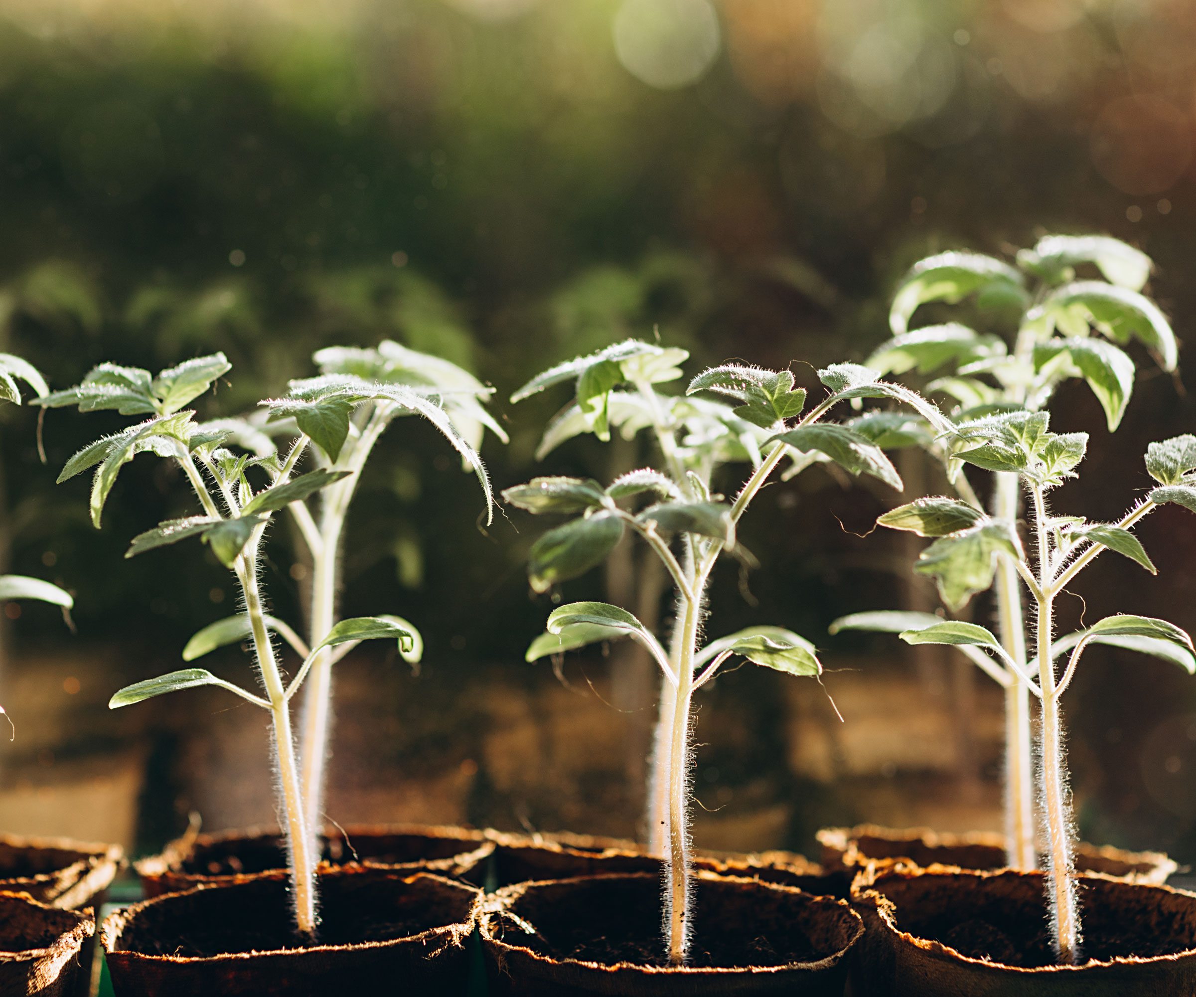 young tomato plants in biodegradable pots
