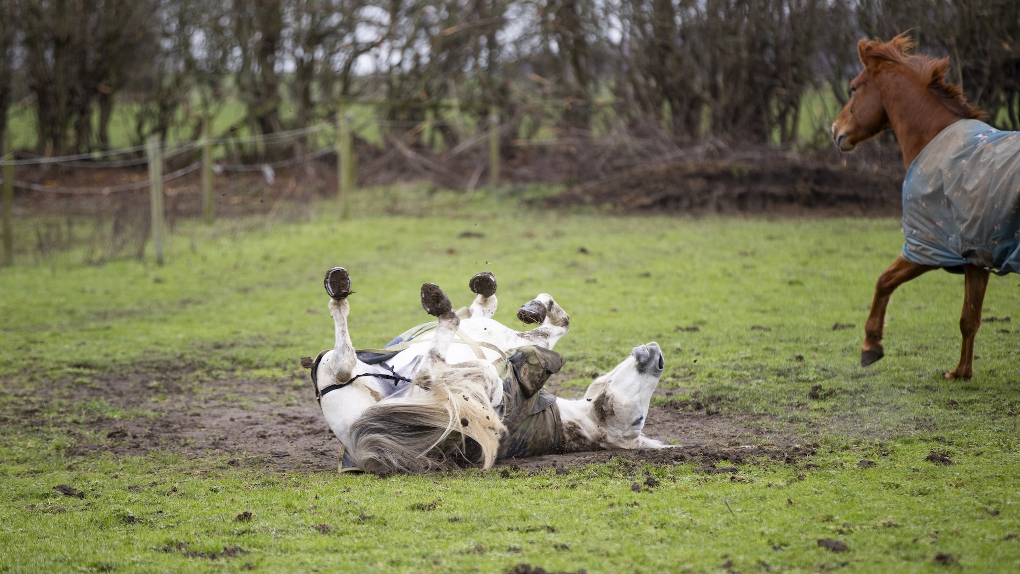 Grey horse rolling in mud patch