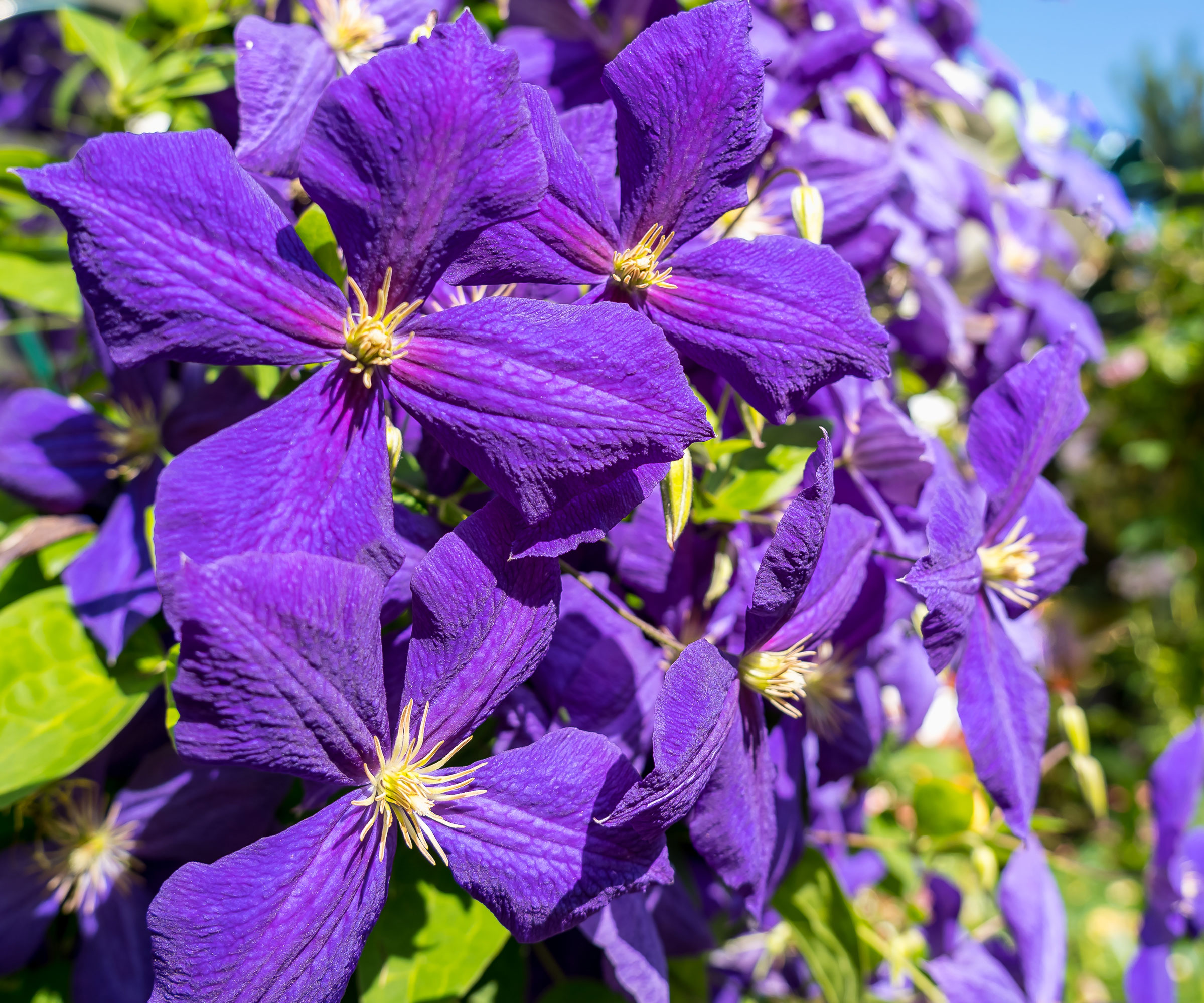 purple clematis growing along wall in full bloom