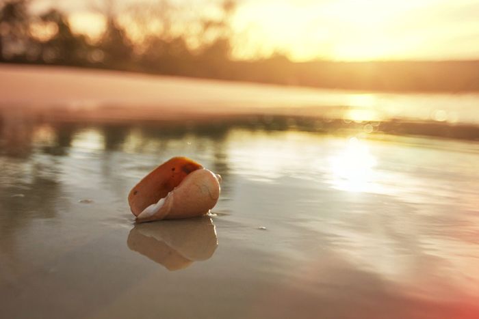 Seashell on beach, tourists, tourism