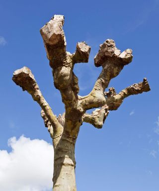 Pollarded tree after being pruned in spring
