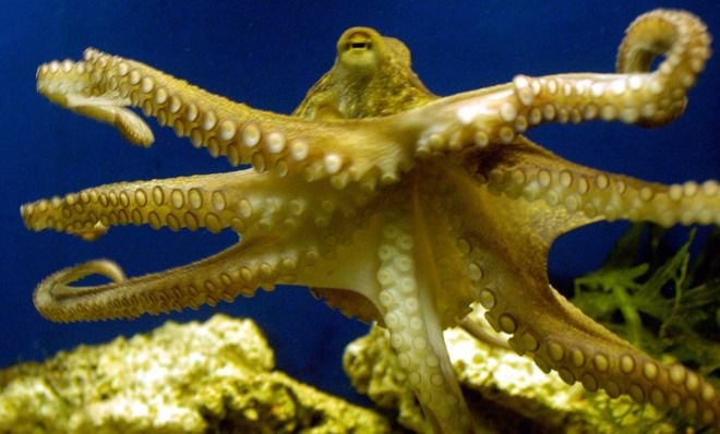 Why octupus arms never get entangled