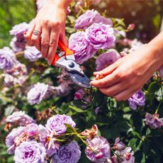 woman pruning purple roses