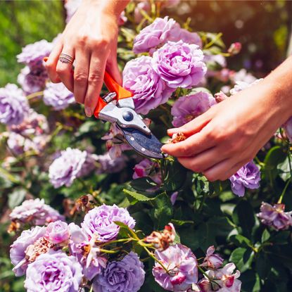 woman pruning purple roses