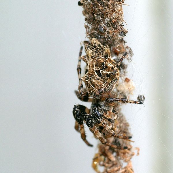 Orb-web spider on its web