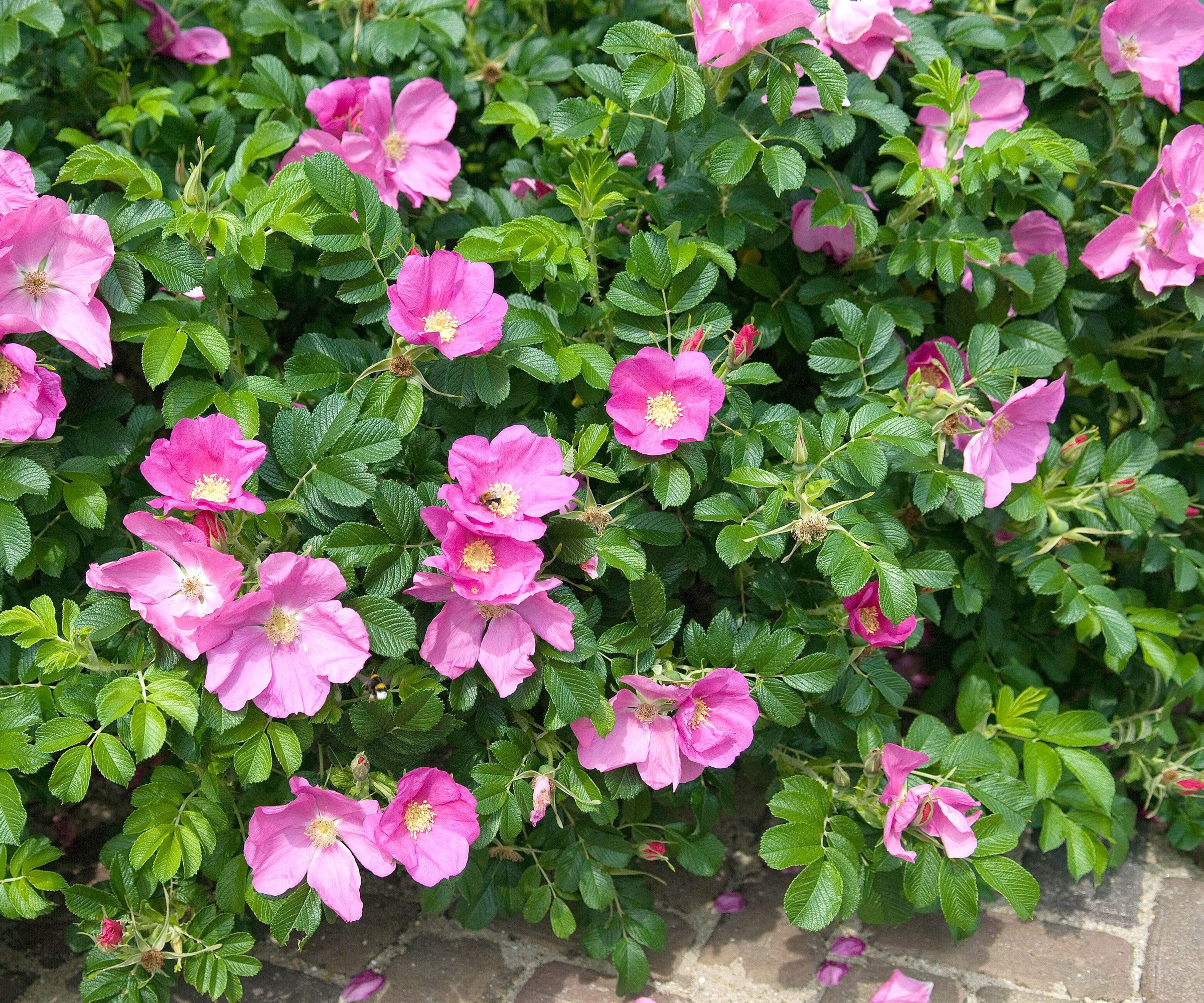 rose rugosa shrub with pink flowers