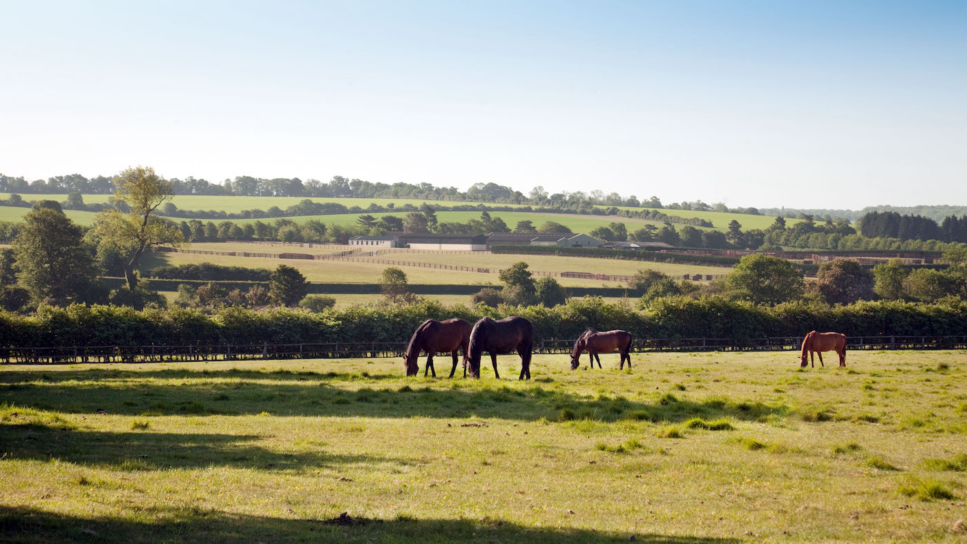 Horses grazing in a field in Newmarket Suffolk UK