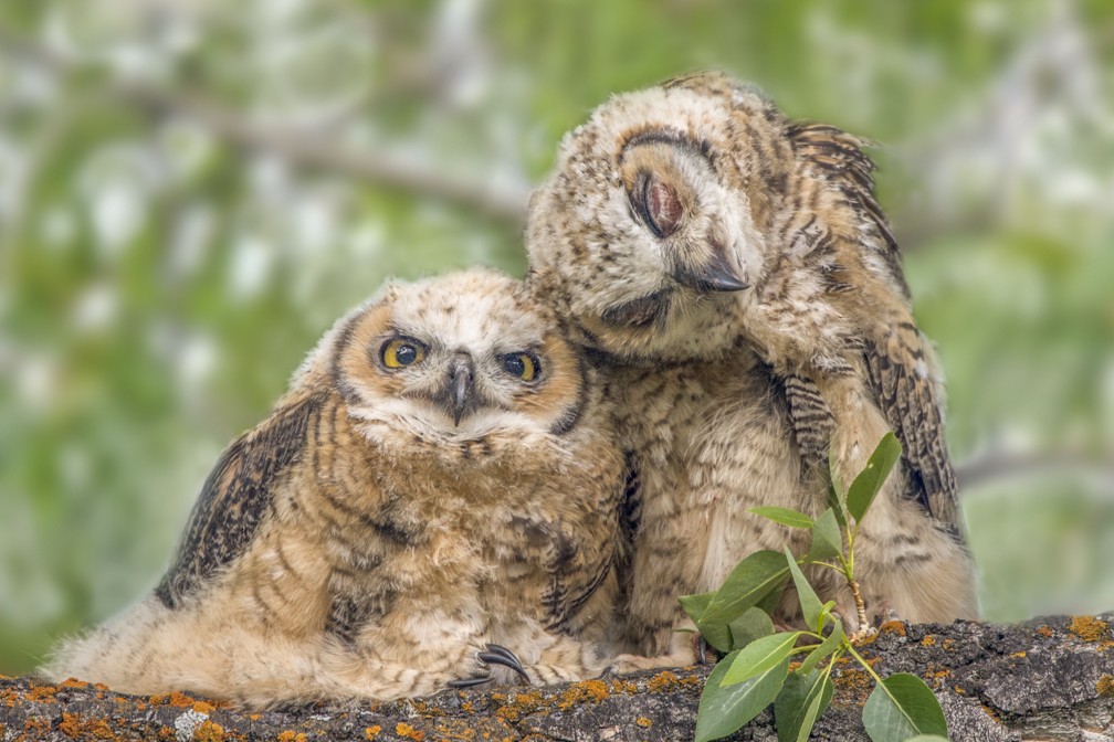 A photograph by wildlife photography Tom Murphy