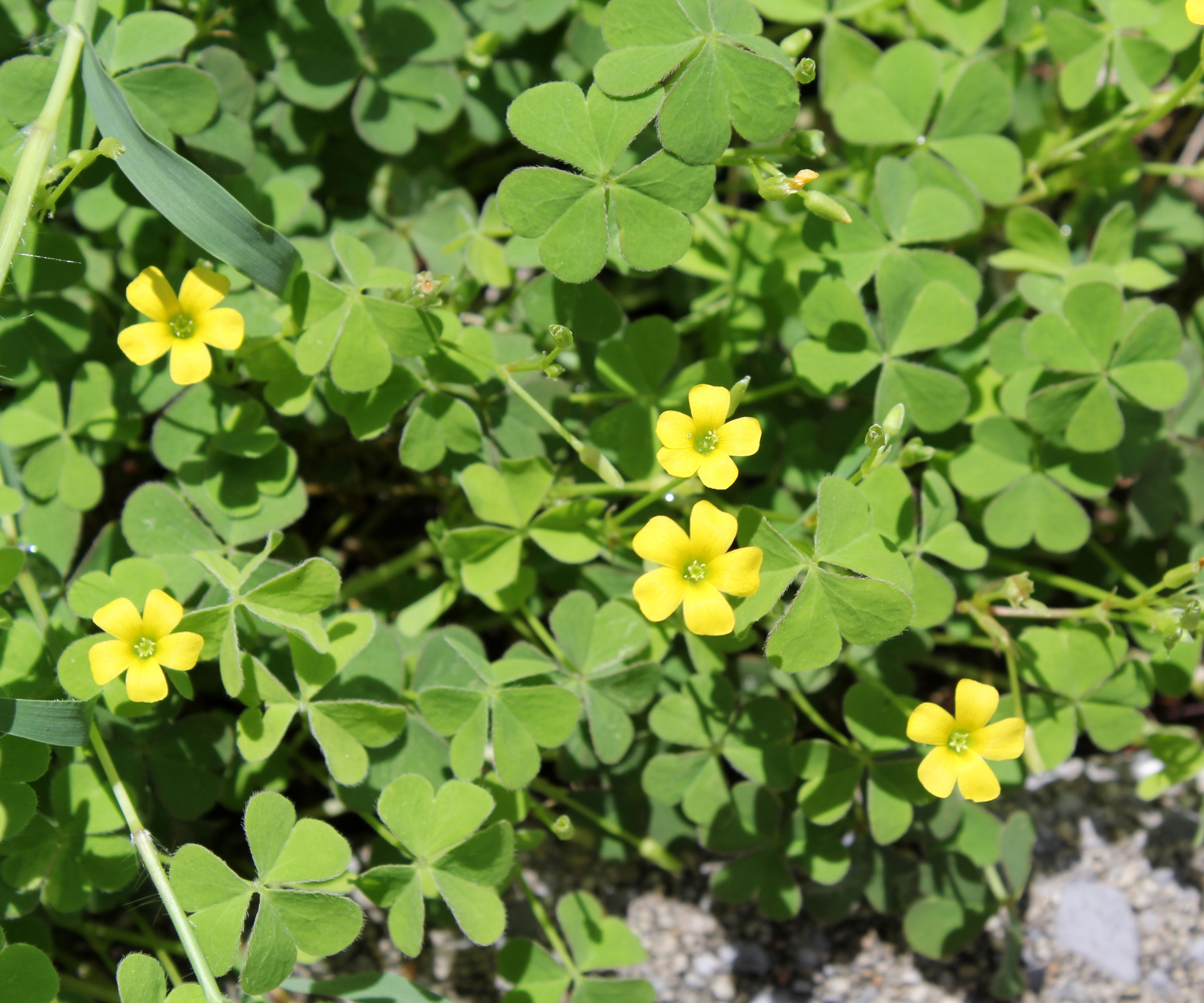 wood sorrel growing in calcium-poor garden soil