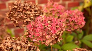 picture of pink hydrangeas turning brown