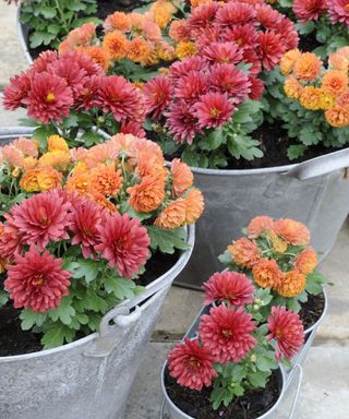 Colorful autumn chrysanthemums planted in containers