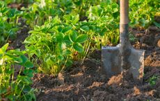 Shovel In Dirt Of Strawberry Patch