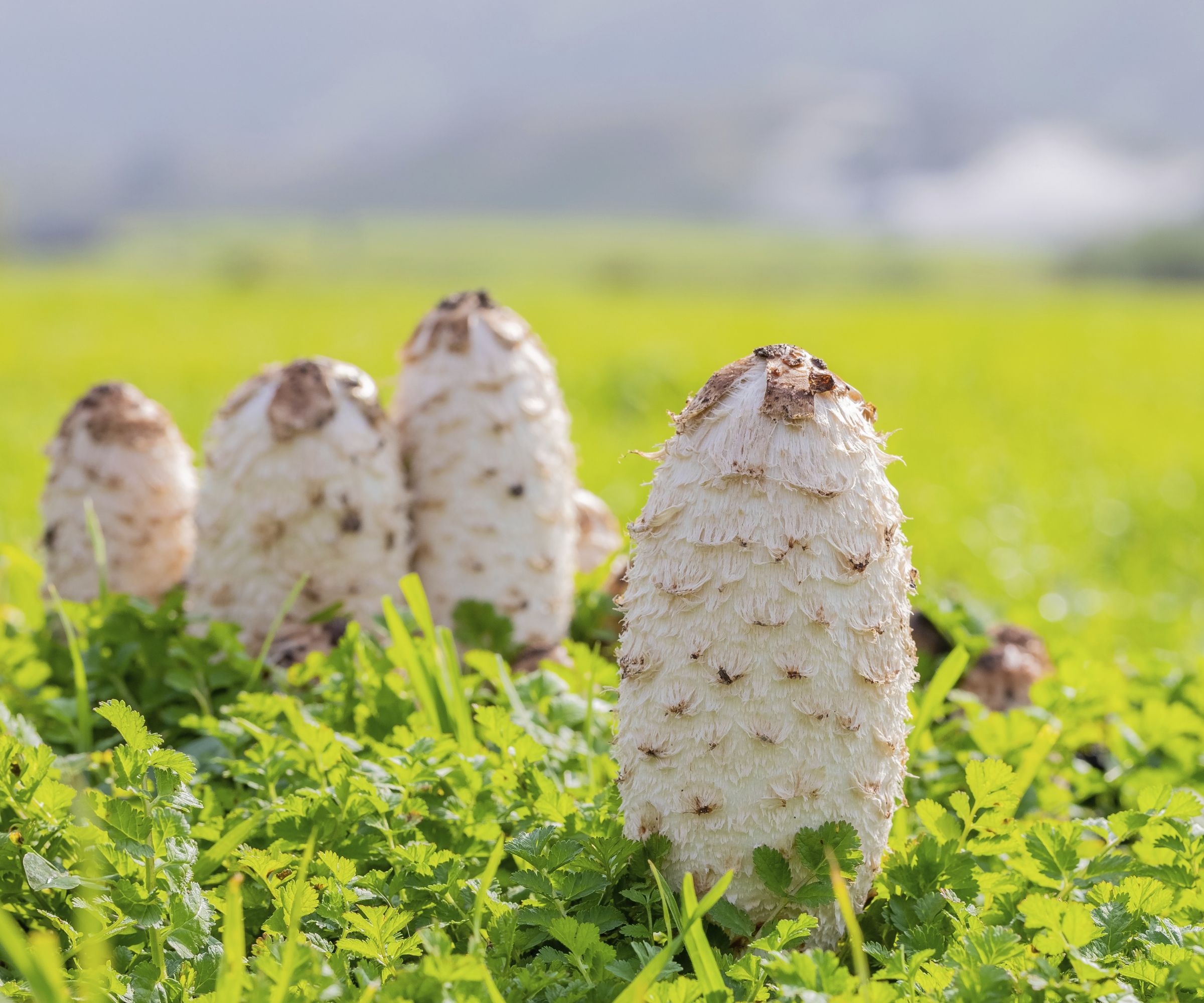 Coprinus comatus, The Shaggy Ink Cap, Lawyer's Wig, or Shaggy Mane Wild edible mushroom growing in a country meadow, Fish Hoek, South Africa - stock photo