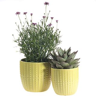 two yellow plant pots with flowers 