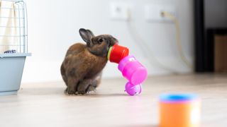 rabbit playing with toys