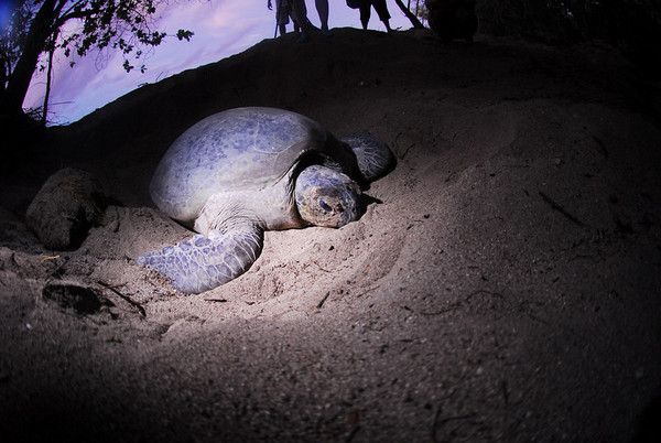 female turtle in her nest