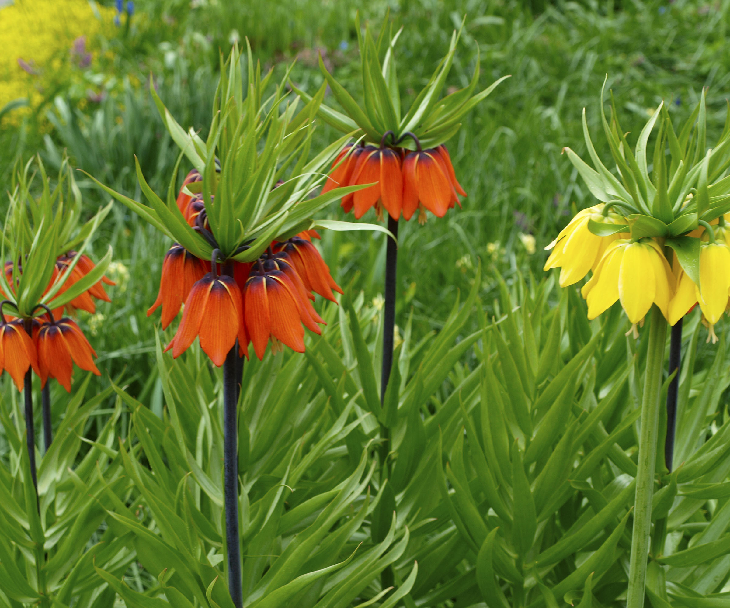 Perennials to plant in October