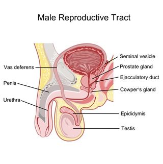 Diagram of the male reproductive system.