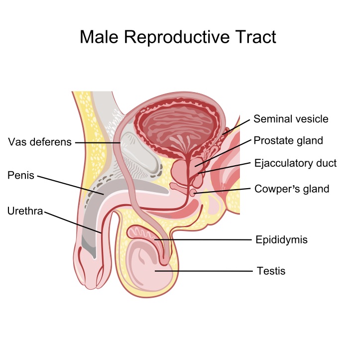 Diagram of the male reproductive system.
