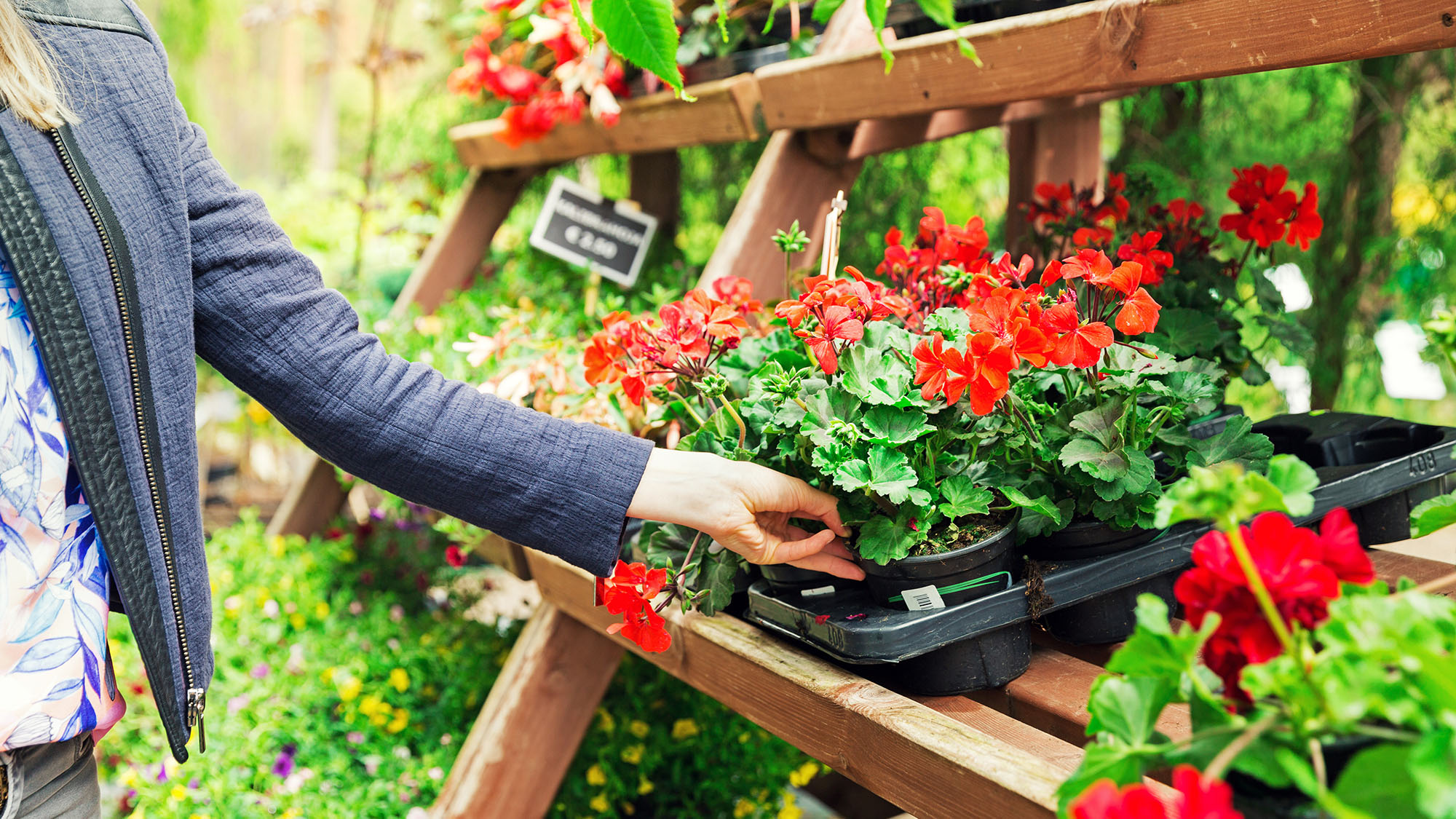 Woman picks a pelargonium geranium flower from the shelf in the garden center